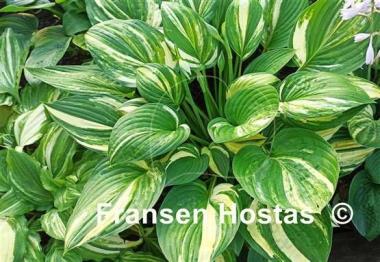 Hosta Futura