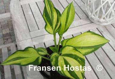 Hosta Futura