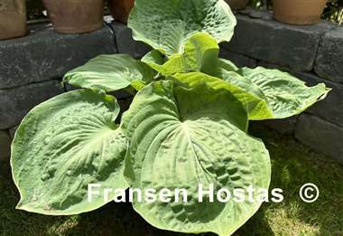 Hosta Gabber