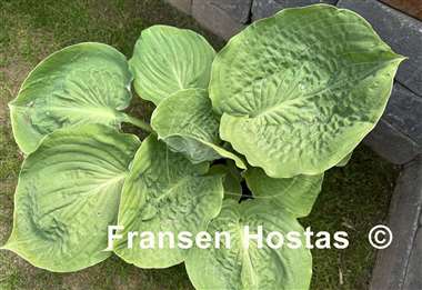 Hosta Gabber