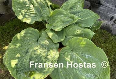 Hosta Gabber