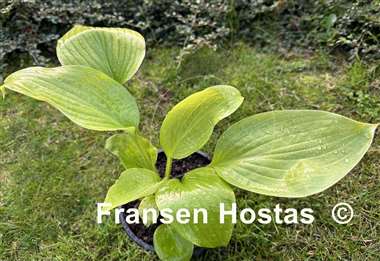 Hosta Gabriel's Horn
