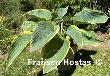 Hosta Gabriel's Wing