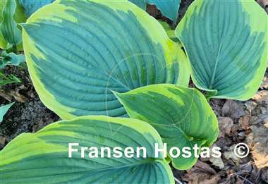 Hosta Gabriel's Wing