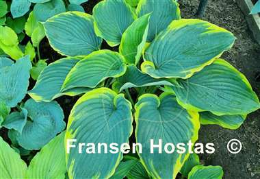 Hosta Gabriel's Wing