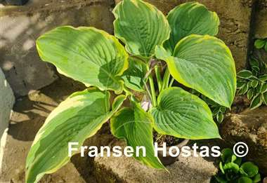 Hosta Gabriel's Wing