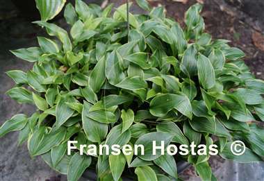 Hosta Gaijin