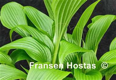 Hosta Gala