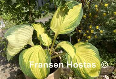 Hosta Galaxy Light