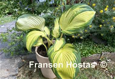 Hosta Galaxy Light