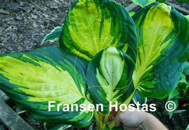 Hosta Galaxy Light