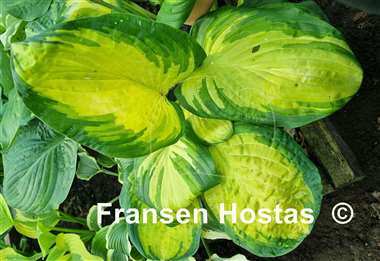 Hosta Galaxy Light