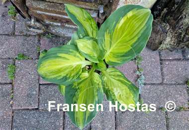 Hosta Galaxy Light