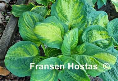 Hosta Galaxy