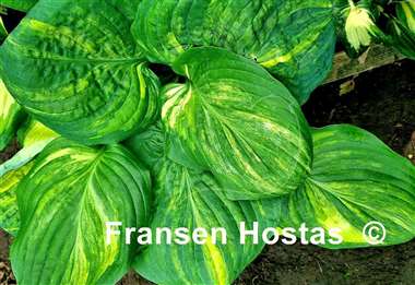 Hosta Galaxy
