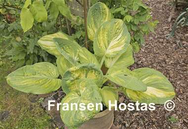 Hosta Galaxy