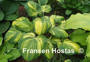 Hosta Galaxy