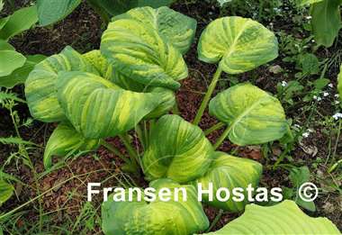 Hosta Galaxy