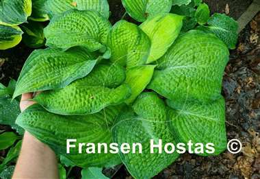 Hosta Garden Party