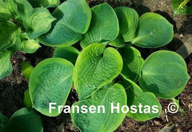 Hosta Garden Treasure
