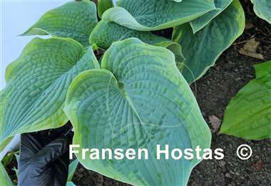 Hosta Garden Treasure