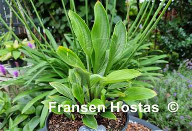 Hosta Garnet Prince