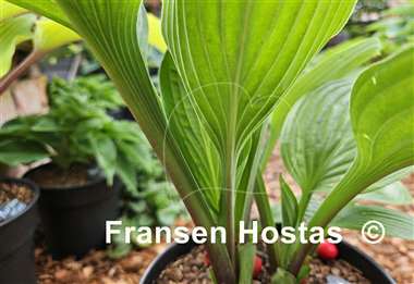 Hosta Garnet Prince