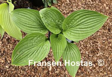 Hosta Garnet Prince