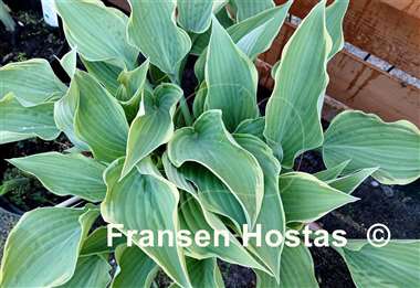 Hosta Gay Blade