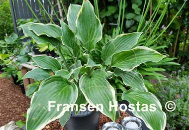 Hosta Gay Blade