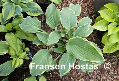 Hosta Gay Blade