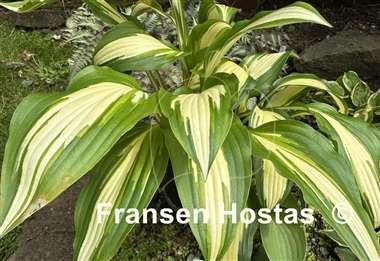 Hosta Gay Feather