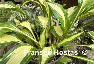 Hosta Gay Feather