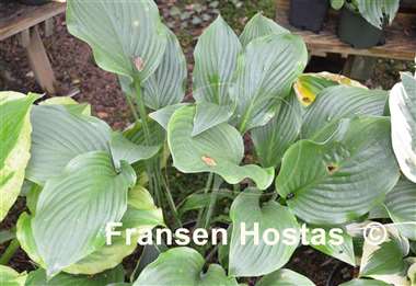 Hosta Gay Search