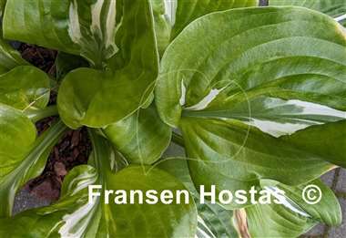 Hosta Gecko's Glance