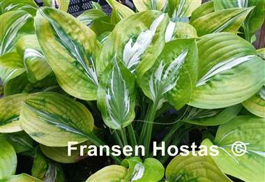 Hosta Gecko's Glance