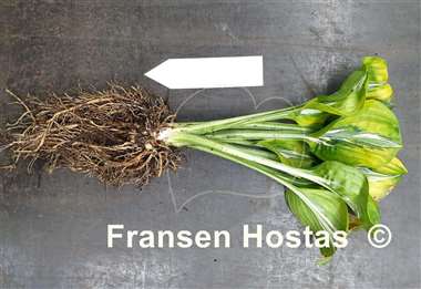 Hosta Gecko's Glance