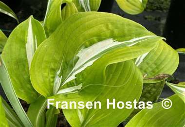 Hosta Gecko's Glance