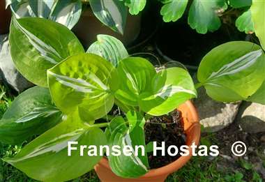 Hosta Gecko's Glance