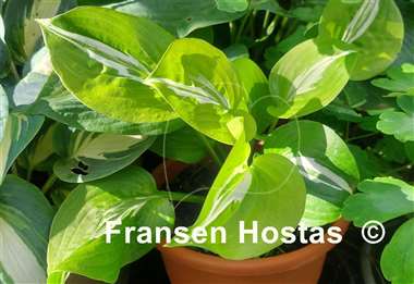 Hosta Gecko's Glance