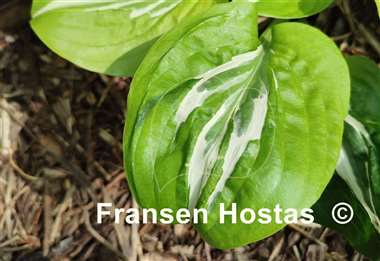 Hosta Gecko's Glance