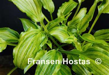 Hosta Geisha Limey Streaks