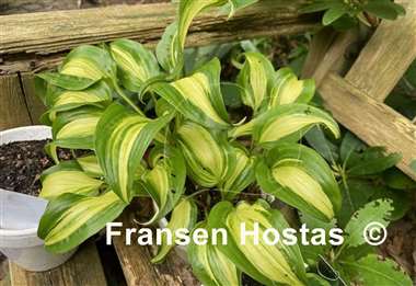 Hosta Geisha