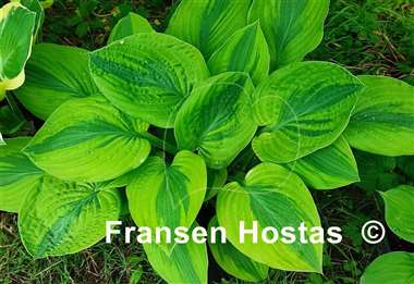 Hosta Gemini Moon