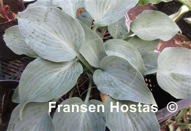 Hosta Gemstone