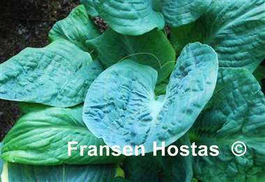 Hosta Generation X