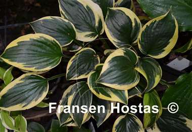 Hosta George M. Dallas