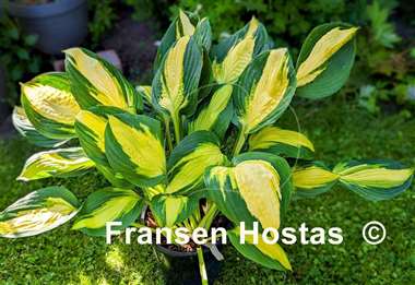Hosta Georgia Sweetheart