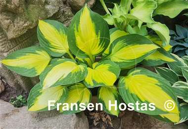 Hosta Georgia Sweetheart