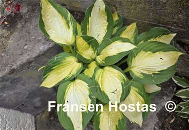 Hosta Georgia Sweetheart
